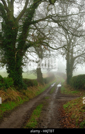 La voie agricole dans le Shropshire, au Royaume-Uni, sur une journée d'hiver brumeux Banque D'Images