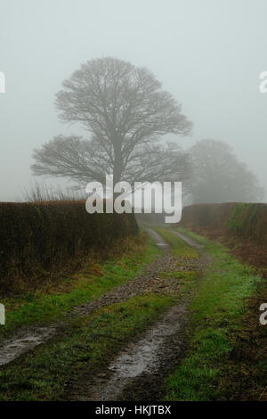 La voie agricole dans le Shropshire, au Royaume-Uni, sur une journée d'hiver brumeux Banque D'Images