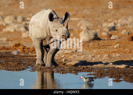 Un rhinocéros noir (Diceros bicornis) à un étang, Etosha National Park, Namibie Banque D'Images