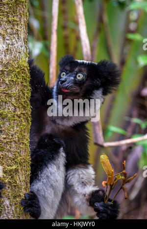 Un lémurien Indri dans la forêt tropicale de Madagascar.L'Indri sont endémiques de Madagascar et sont une espèce en voie de disparition. Banque D'Images