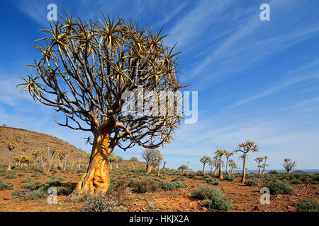 Paysage désertique avec des arbres carquois (Aloe dichotoma), Northern Cape, Afrique du Sud Banque D'Images