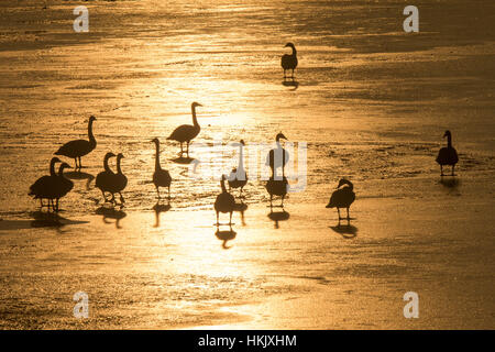 Les cygnes sur le Cambridgeshire Norfolk congelé/marais au lever du soleil en Welney Wetland Centre. Banque D'Images