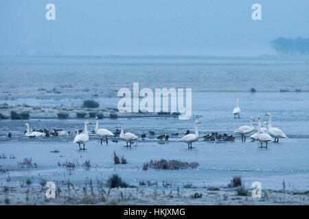 Les cygnes sur le Cambridgeshire Norfolk congelé/marais au lever du soleil en Welney Wetland Centre. Banque D'Images