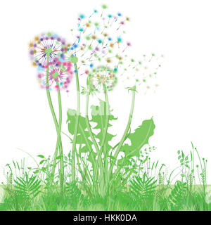 Pissenlit dans la prairie illustration Banque D'Images