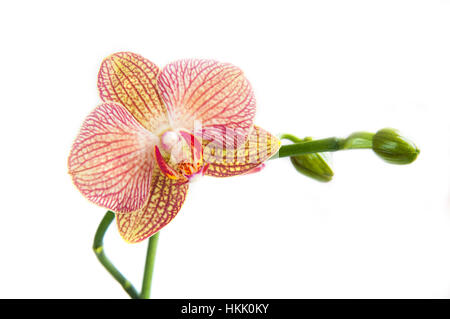 Belle Orchidée Phalaenopsis fleur fraîche avec des tiges isolé sur fond blanc. Banque D'Images
