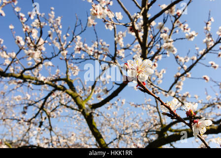 Willendorf in der Wachau : Apricot blossom (abricots) dans la Wachau, Wachau, Niederösterreich, Basse Autriche, Autriche Banque D'Images