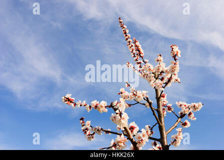 Willendorf in der Wachau : Apricot blossom (abricots) dans la Wachau, Wachau, Niederösterreich, Basse Autriche, Autriche Banque D'Images