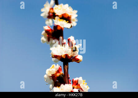 Willendorf in der Wachau : Apricot blossom (abricots) dans la Wachau, Wachau, Niederösterreich, Basse Autriche, Autriche Banque D'Images