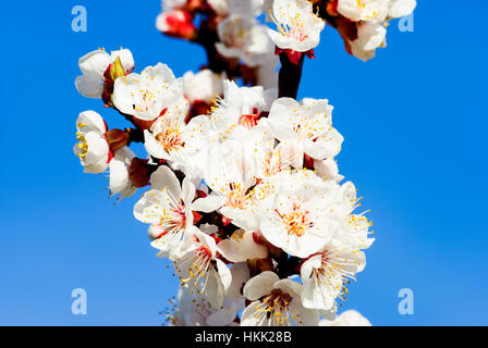 Willendorf in der Wachau : Apricot blossom (abricots) dans la Wachau, Wachau, Niederösterreich, Basse Autriche, Autriche Banque D'Images