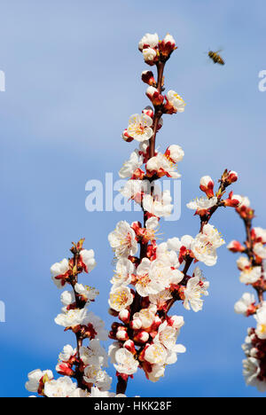 Willendorf in der Wachau : Apricot blossom (abricots) dans la Wachau, Wachau, Niederösterreich, Basse Autriche, Autriche Banque D'Images