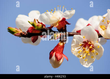 Willendorf in der Wachau : Apricot blossom (abricots) dans la Wachau, Wachau, Niederösterreich, Basse Autriche, Autriche Banque D'Images