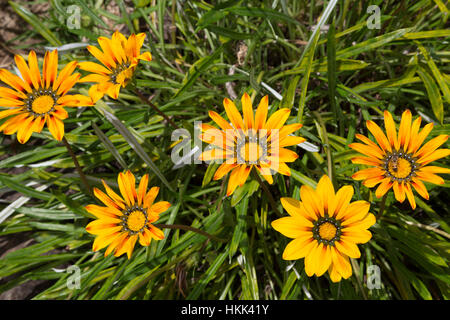 Fleur Gazania rigens (Trésor), jaune vif orange flowers in garden, Campos do Jordao, Etat de Sao Paulo, Brésil Banque D'Images