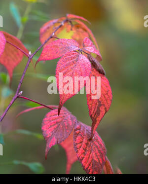 Blackberry en corymbe en automne Banque D'Images