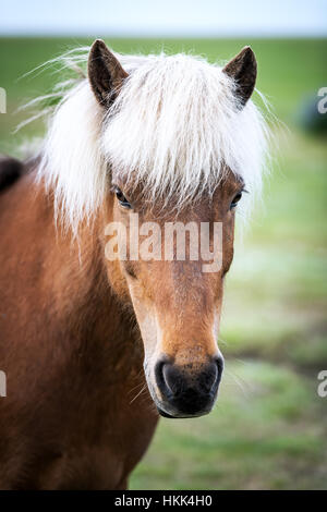Icelandic Horse portrait close up Banque D'Images