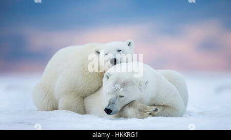 Deux ours polaires de dormir sur la neige Banque D'Images