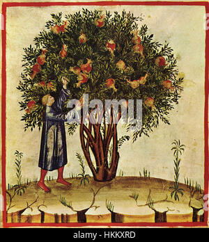 Cette illustration de *Taccuino Sanitatis* (Casanatense 4182) montre une plante, *1-albero*, représentée dans un manuscrit médiéval. Le manuscrit se concentre sur les remèdes à base de plantes médicinales et les plantes médicinales, illustrant la compréhension historique de la guérison et de la nature. Banque D'Images