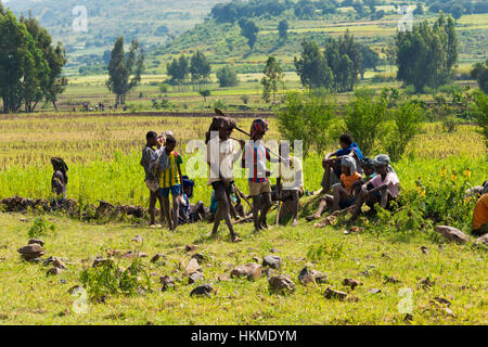 Les agriculteurs qui travaillent dans le champ le teff, Bahir Dar, Ethiopie Banque D'Images
