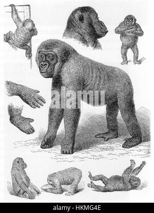 L'Aquarium Unter den Linden, un monument historique de Berlin, était un centre important pour les expositions d'animaux exotiques. L'aquarium a été une attraction clé au XIXe siècle, présentant une variété d'espèces. Banque D'Images