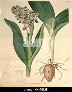 Cette illustration botanique de 1819 représente Barlia robertiana, anciennement connue sous le nom d'Orchis longibracteata. L'image capture la structure détaillée de l'orchidée, mettant en valeur ses pétales complexes et ses caractéristiques distinctives. Banque D'Images