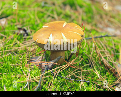 Belle de champignons Boletus badius dans la mousse Banque D'Images