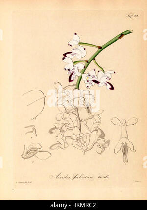 Aerides falcata (comme Aerides falcatum)-Xenia 1-92 (1858) Banque D'Images