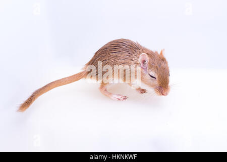 Gerbille de Mongolie, Desert Rat sur fond blanc Banque D'Images