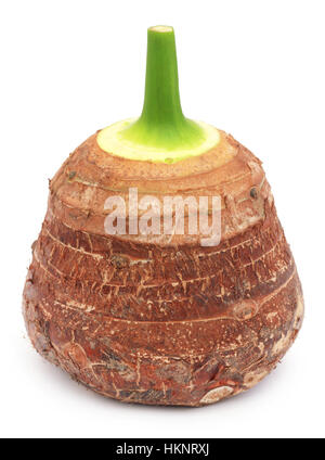 Racine comestible de colocasia over white background Banque D'Images