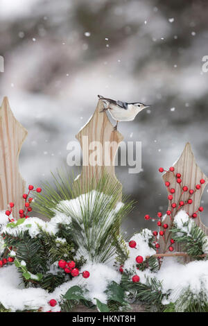 Sittelle à poitrine blanche sur une clôture festive Banque D'Images