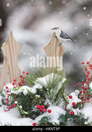 Sittelle à poitrine blanche sur une clôture festive Banque D'Images