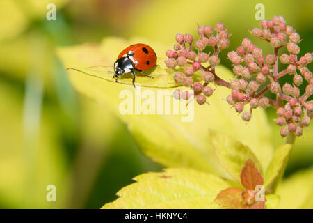 Ladybug ramper sur une petite fleurs décoratives bush Banque D'Images