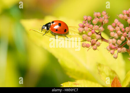 Ladybug ramper sur une petite fleurs décoratives bush Banque D'Images