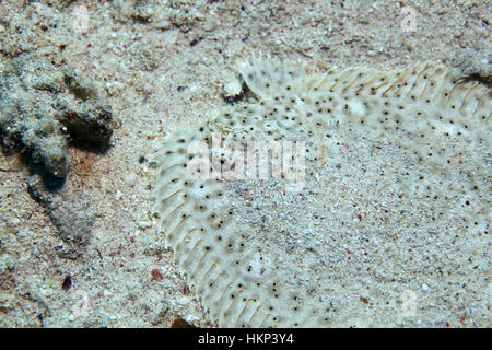 Moïse seul poisson (Pardachirus marmoratus) camouflé sous l'eau sur fond de sable de la Mer Rouge Banque D'Images