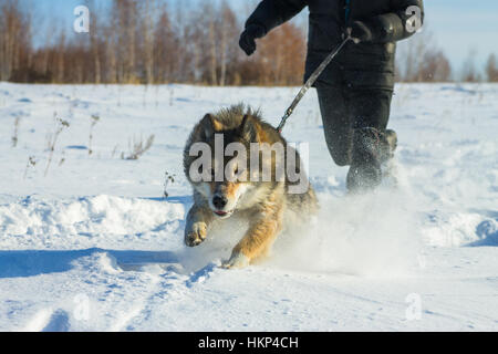 L'homme s'exécute avec une laisse de chien loup dans la neige Banque D'Images