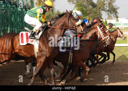 La Nouvelle Orléans, Louisiane-USA : Janvier 2009 : les courses de chevaux à la Nouvelle Orléans à la juste raison Race Course. Banque D'Images