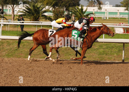 La Nouvelle Orléans, Louisiane-USA : Janvier 2009 : les courses de chevaux à la Nouvelle Orléans à la juste raison Race Course. Banque D'Images