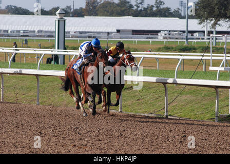 La Nouvelle Orléans, Louisiane-USA : Janvier 2009 : les courses de chevaux à la Nouvelle Orléans à la juste raison Race Course. Banque D'Images