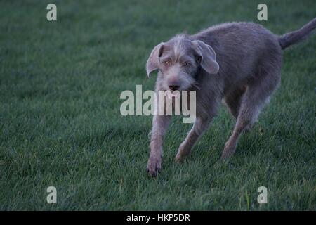 Chien jouant Banque D'Images