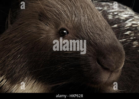 Le porc-épic isolé sur fond noir Banque D'Images