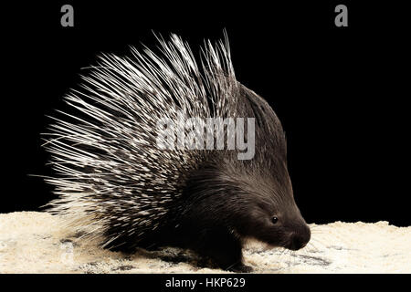 Le porc-épic isolé sur fond noir Banque D'Images