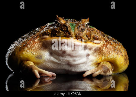 La grenouille cornue d'Argentine ou Pac-man, Ceratophrys ornata Banque D'Images