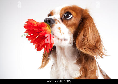 Chien heureux célébrer le printemps prochains holding flower. Banque D'Images