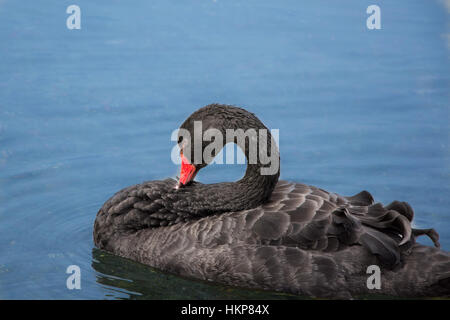 Beau cygne noir sur le lac d'eau bleu Banque D'Images