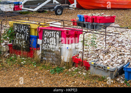 D'huîtres pour recyclage en Whitstable, Kent, UK. Ils sont mis sur le fond marin pour fournir des collecteurs d'huîtres de bébé à s'installer sur. Banque D'Images