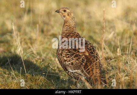 Une belle femelle rare Tétras (Tetrao tetrix) . Banque D'Images