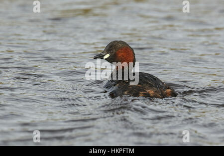 Un mignon petit Grèbe esclavon (Tachybaptus ruficollis) Nager dans une rivière. Banque D'Images