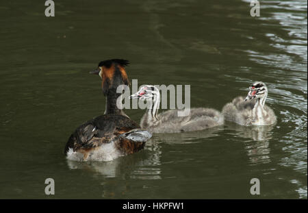 Un superbe hot grèbe huppé (Podiceps cristatus) nager sur une rivière avec deux de ses bébés mignons. Banque D'Images