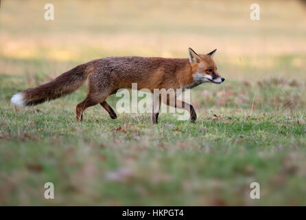 Un wild red fox (Vulpes vulpes) en début de soirée dans le Warwickshire Banque D'Images