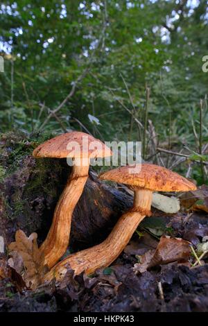 Rustgill spectaculaire et de la famille des champignons (junonius) sortant d'une pourriture treestump dans caduques, Gloucestershire, Royaume-Uni Banque D'Images