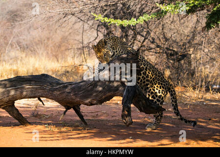 Leopard rongeant sur souche d'arbre, Panthera pardus, Okonjima, Namibie, par Monika Hrdinova/Dembinsky Assoc Photo Banque D'Images