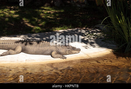 Alligator Alligator mississippiensis, soleils, lui-même le long du bord d'un ruisseau artificiel. Banque D'Images